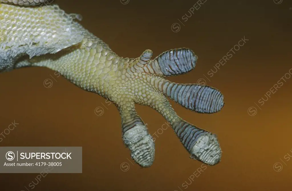 Madagascar Day Gecko (Phelsuma standingi) close up of Foot