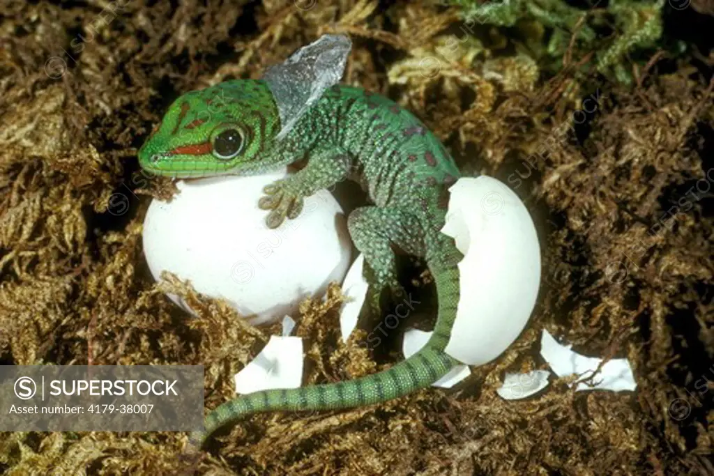 Young Madagascar Day Gecko (phelsuma madagascariensis) Emerging from Egg /Shedding Skin
