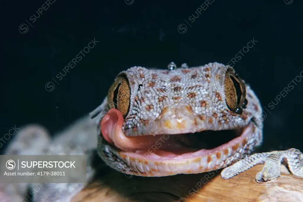 Tokay Gecko (Gekko gecko) Southeast Asia