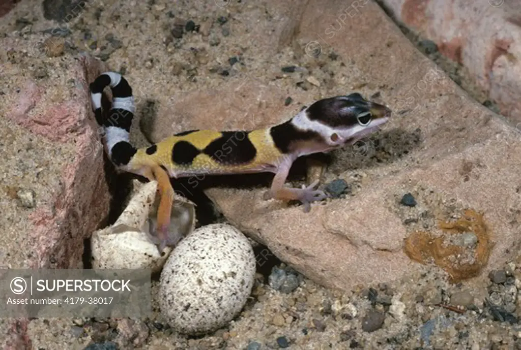 Leopard Gecko hatchling and egg (Eublepharis macularius) Asia Minor to N.W. India