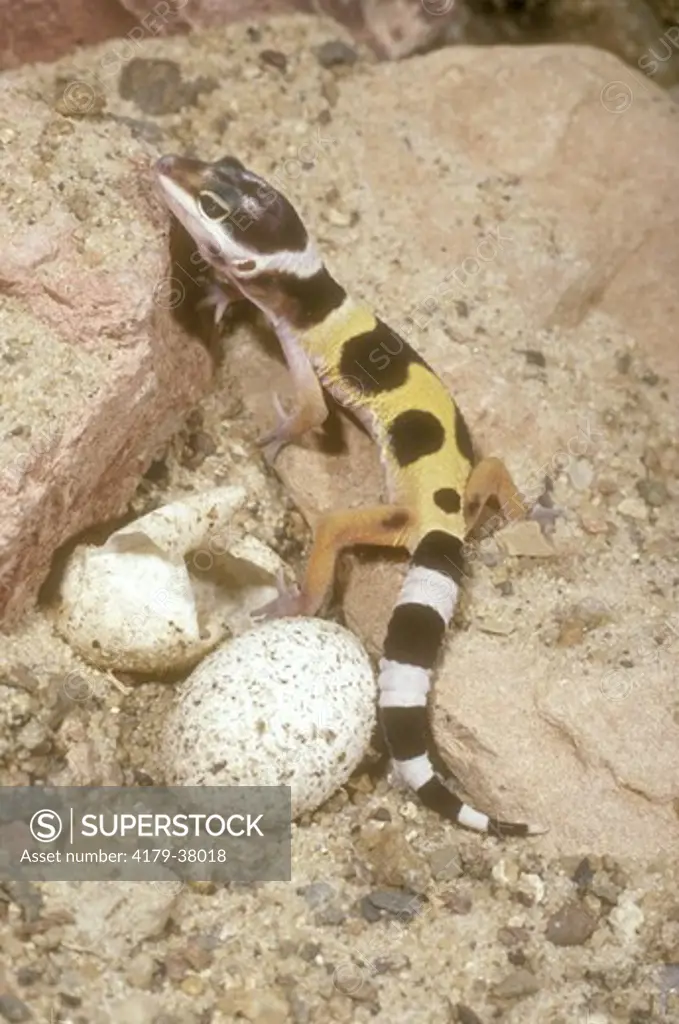 Leopard Gecko hatchling and egg (Eublepharis macularius) Asia Minor to N.W. India