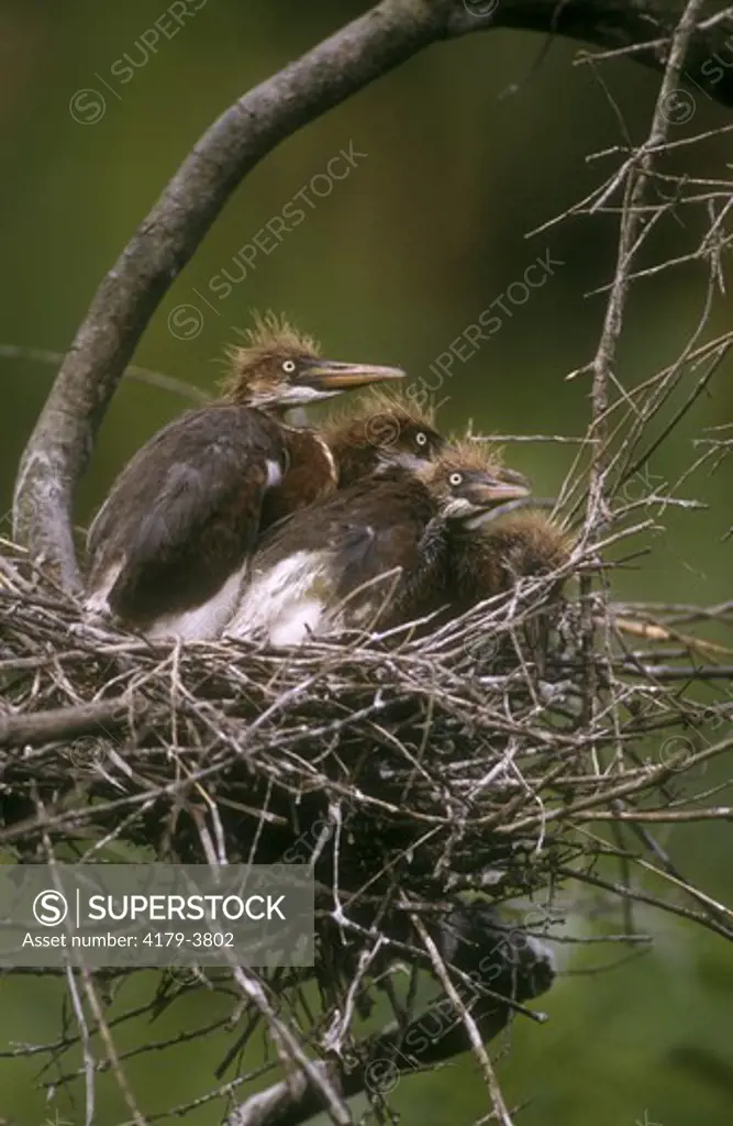 LA or Tricolor Heron Young in Nest (Egretta tricolor), Florida