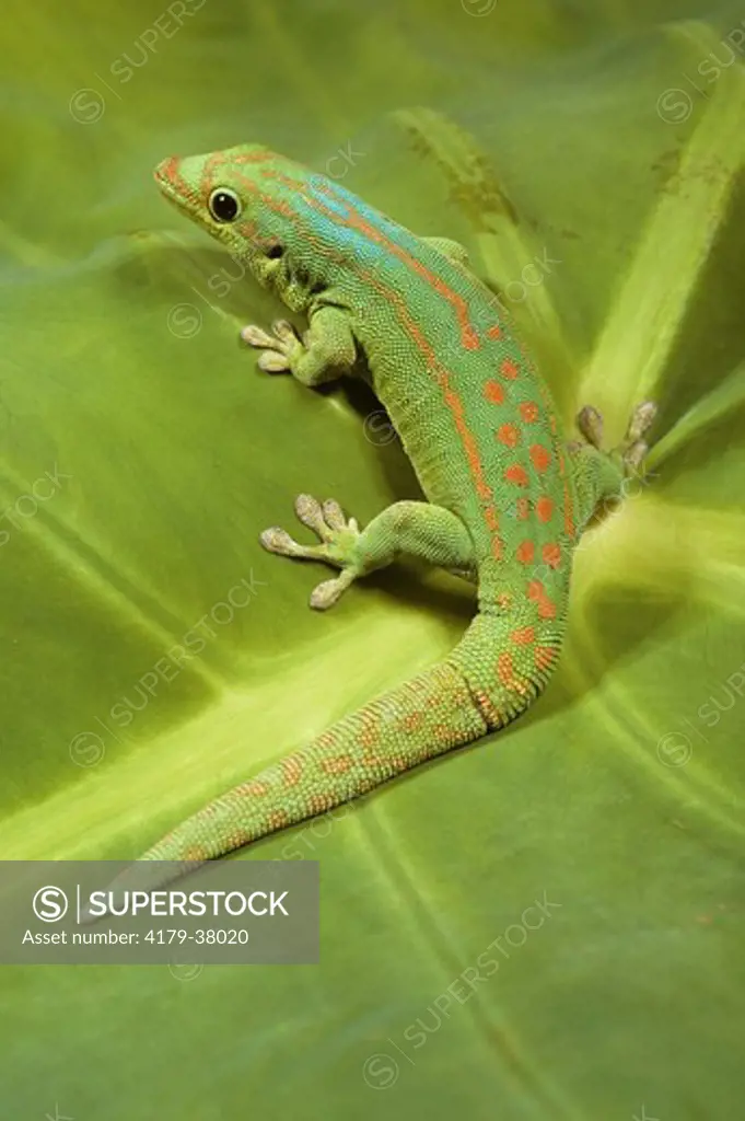 Mauritius Lowland Day Gecko AKA Orange Spotted Day Gecko (Phelsuma guimbeaui)
