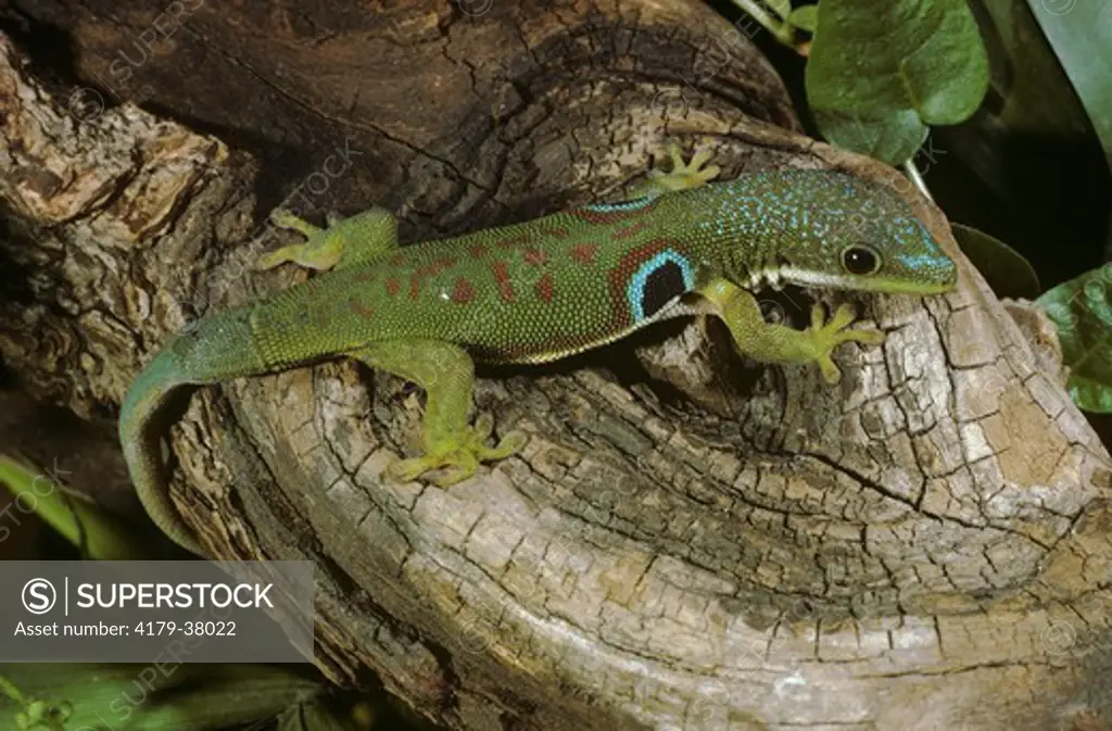 Side Spot Day Gecko aka Peacock G., Madagascar (Phelsuma quadriocellata)