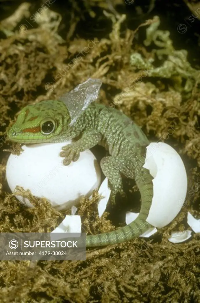 Young Madagascar Giant Day Gecko emerging from egg & shedding (Phelsuma madagascariensis grandis)