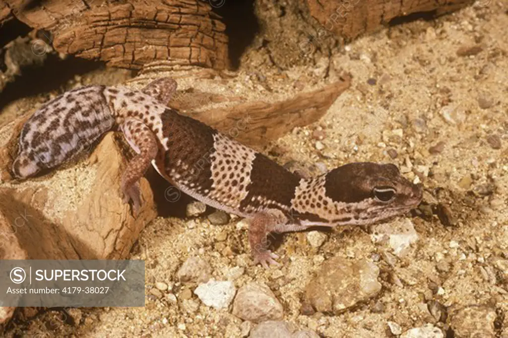 African Fat-Tailed Gecko (Hemitheconyx caudicinctus) *Tail Mimics Head