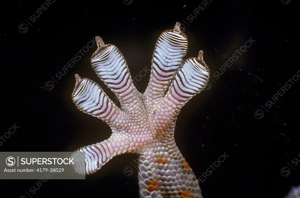 Tokay Gecko- Underside of Front Foot Showing Ripple Sole Suction Toe Pads (Gekko gecko) SE Asia