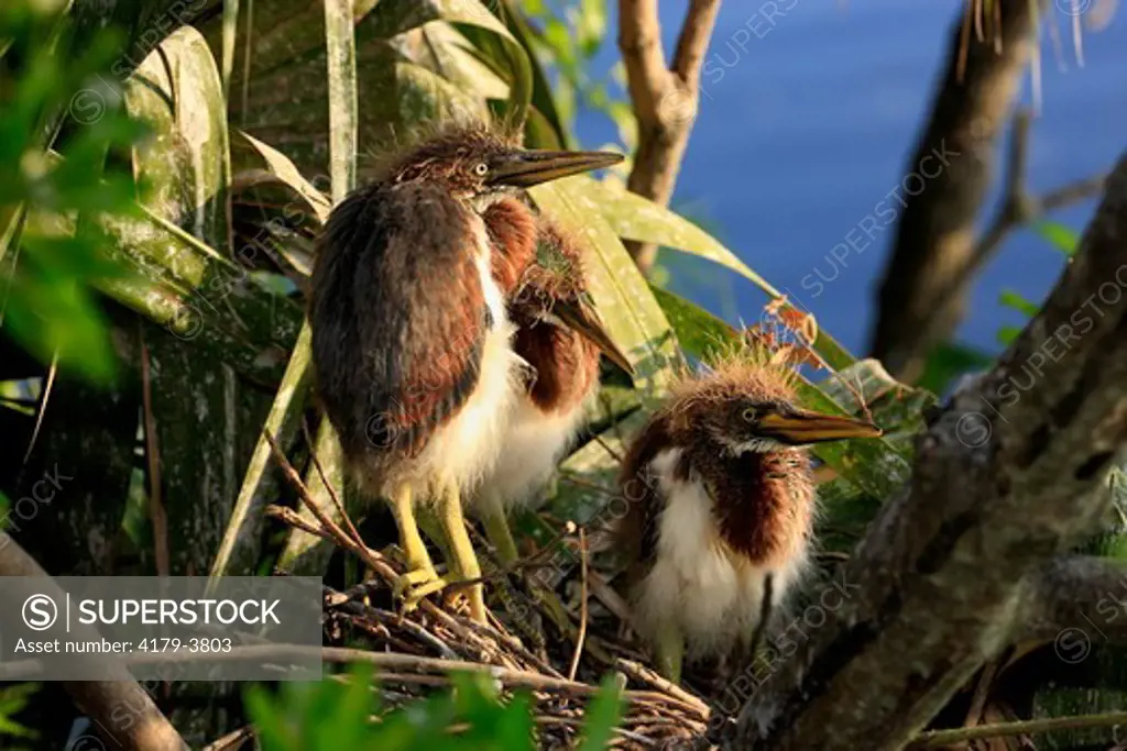 Tricolored Heron (Egretta tricolor) Florida, USA, three young birds on nest on tree