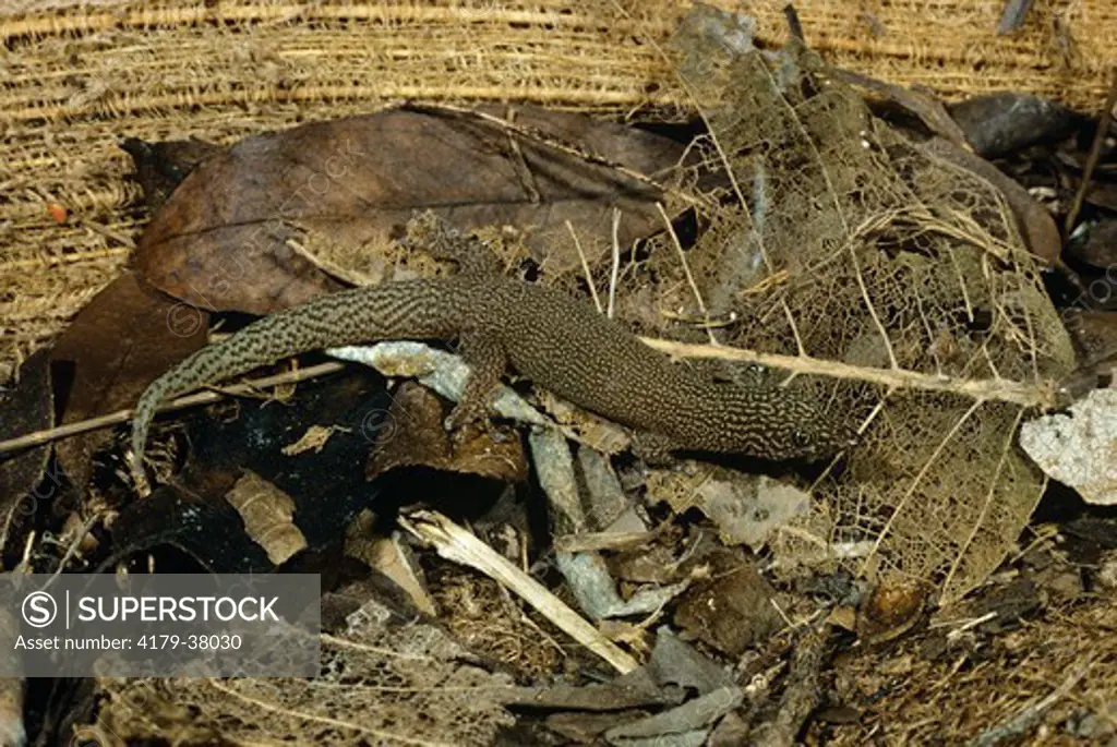 Ashy Gecko (Sphaerodactylus cinereus)