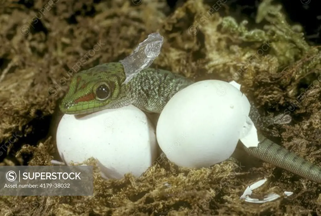 Madagascar Day Gecko (Phelsuma madagascaricnsis) Hatching/Shedding Skin