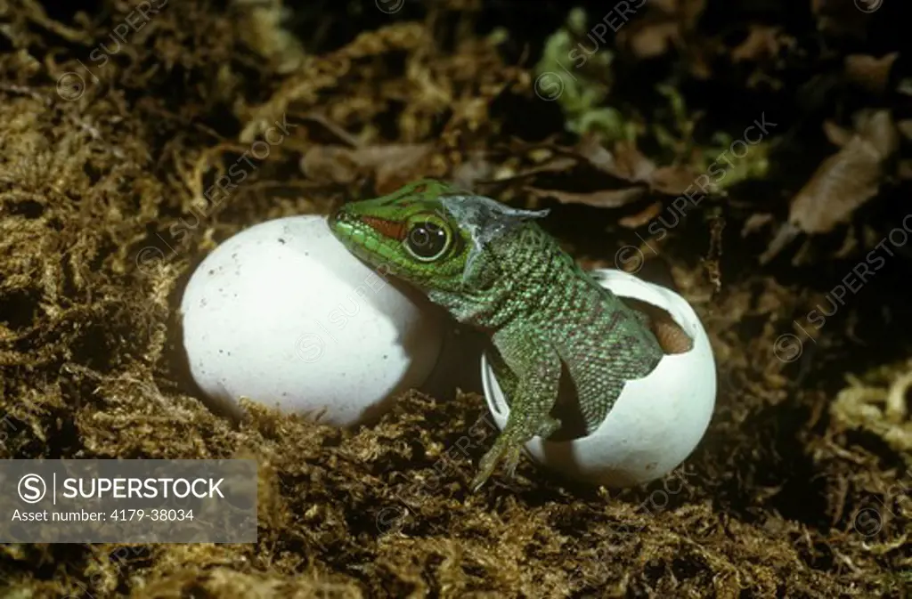 Madagascar Day Gecko (Phelsuma madagascariensis) Young Emerging from Egg
