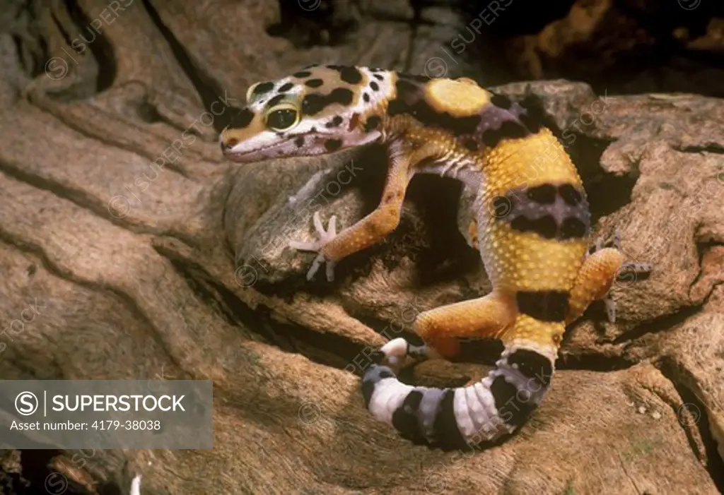 Immature Leopard Gecko (Eublepharis macularis) S.E. Asia