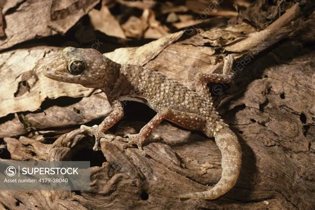 Mocquard's Madagascar Ground Gecko (Paroedura bastardi)