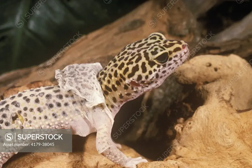 Leopard Gecko shedding Skin (Eublepharis macularis)