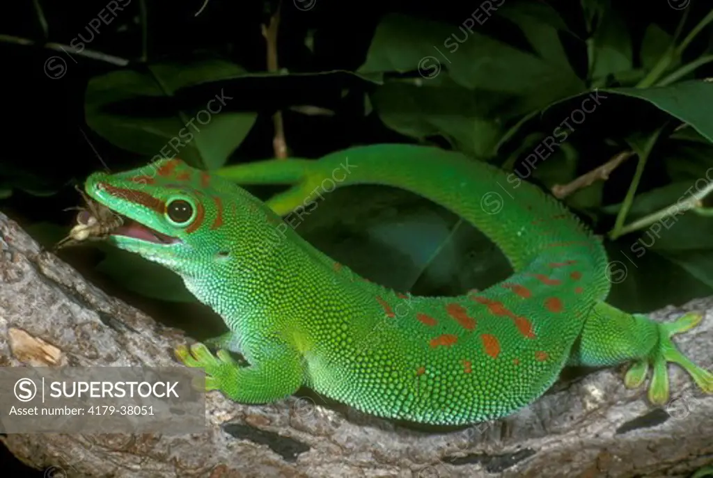 Giant Madagascar Day Gecko (Phelsuma madagascariensis grandis) Eating Insect
