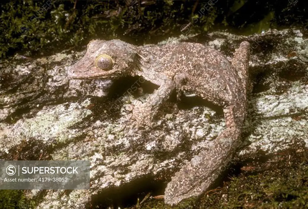 Mossy Flat-tailed Gecko, Madagascar (Uroplatus sikorae), camouflaged