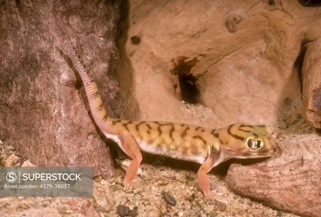 Dwarf Frog-eyed Gecko aka Small Scaled Wonder (Teratoscincus microlepis)