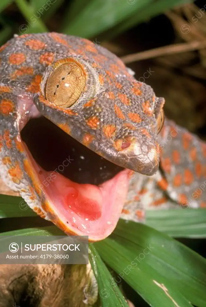 Tokay Gecko  (Gecko gecko)