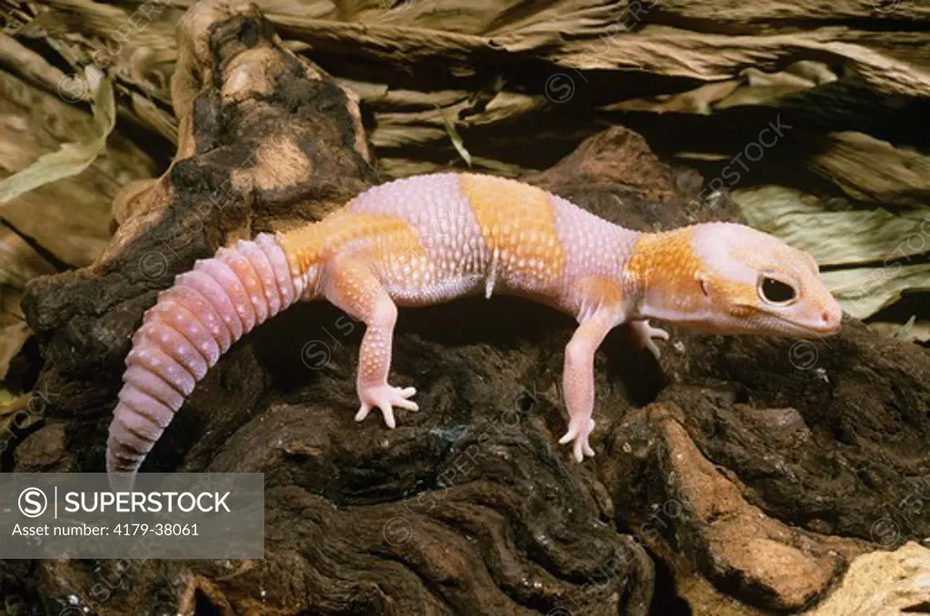 Albino Fat-tail Gecko (Hemitheconyx caudicinctus), Africa