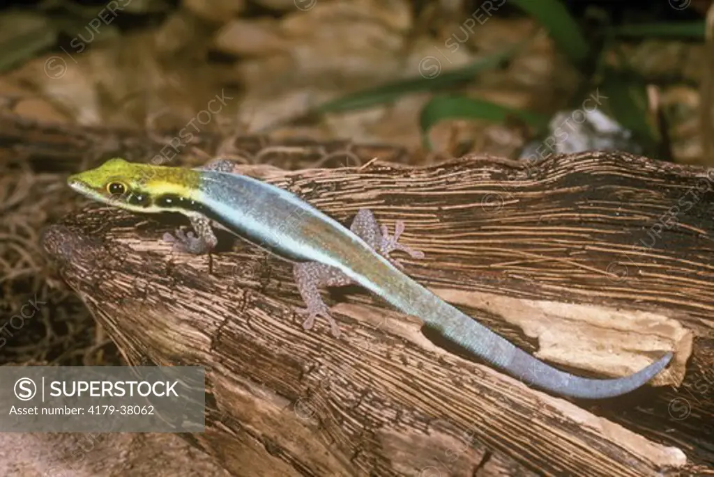 Madagascar Yellow-Headed Day Gecko (Phelsuma klemmeri)