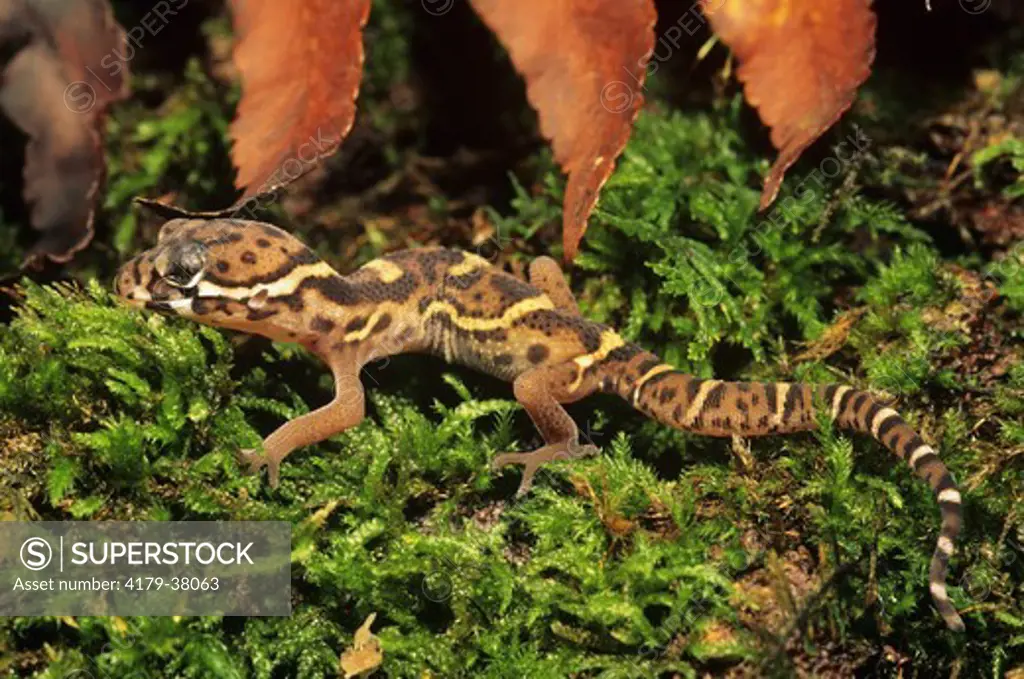 Nicaraguan Banded Gecko Juvenile (Coleonyx mitratus) Origin: Costa Rica, Fuji