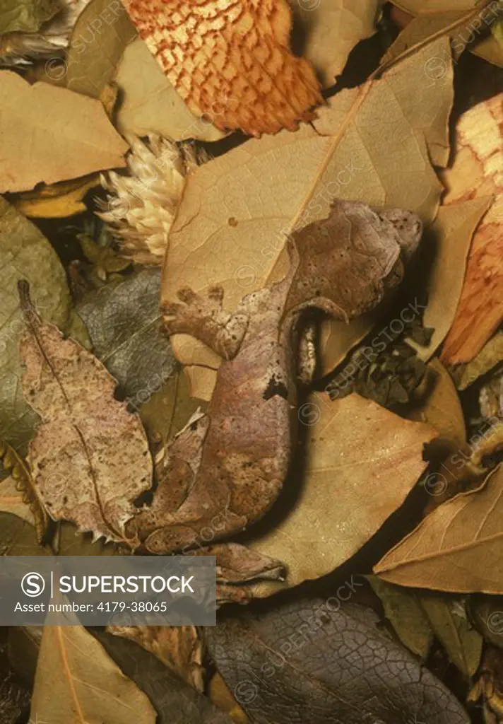 Satanic Leaf-tailed Gecko (Uroplatus phantasticus), camouflaged, Madagascar, IC