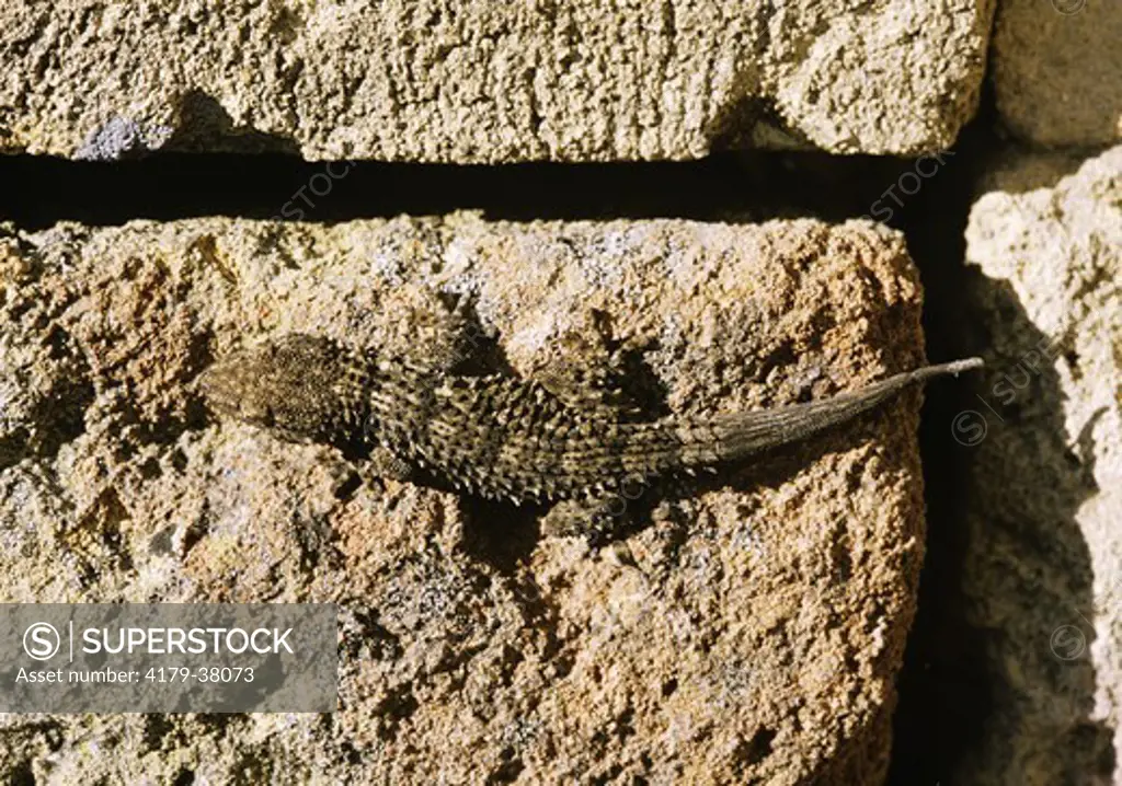 Moorish Gecko (Tarentola mauretanica) Sicily
