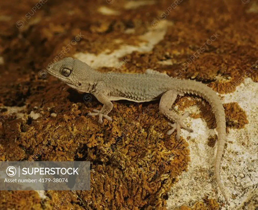 Moorish Gecko (Tarentola mauritanica) Spain