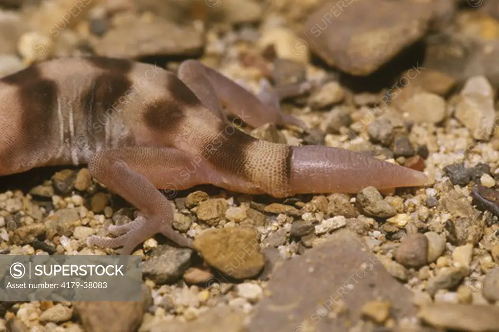 Banded or Tucson Gecko (Coleonyx variegatus) Regeneration. Arizona, USA