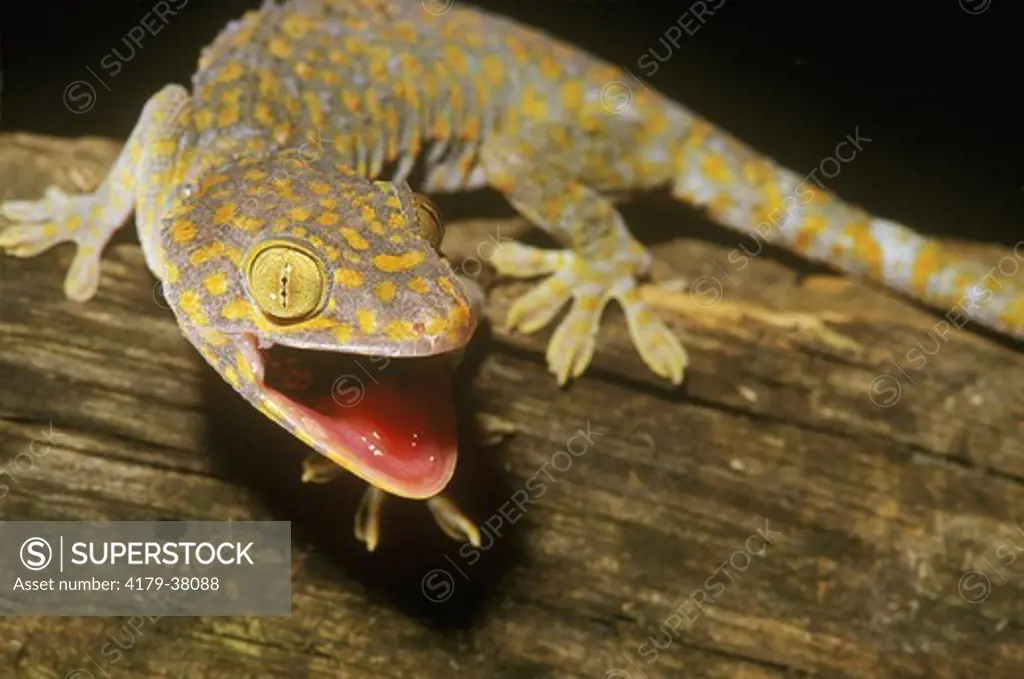 Tokay Gecko (Gekko gecko) SE Asia