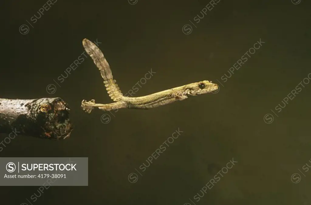 Flying Gecko (Ptychozoon lionotum), Thailand