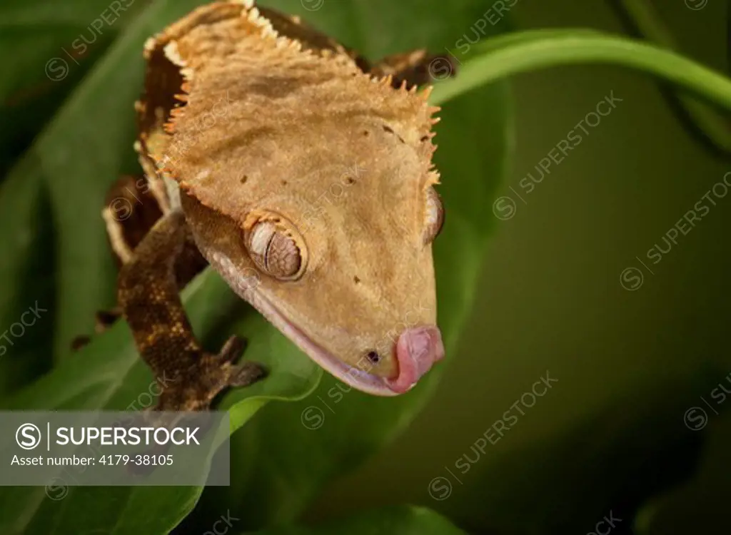 New Caledonian Crested Gecko with tongue out (Rhacodactylus ciliatus) controlled conditions