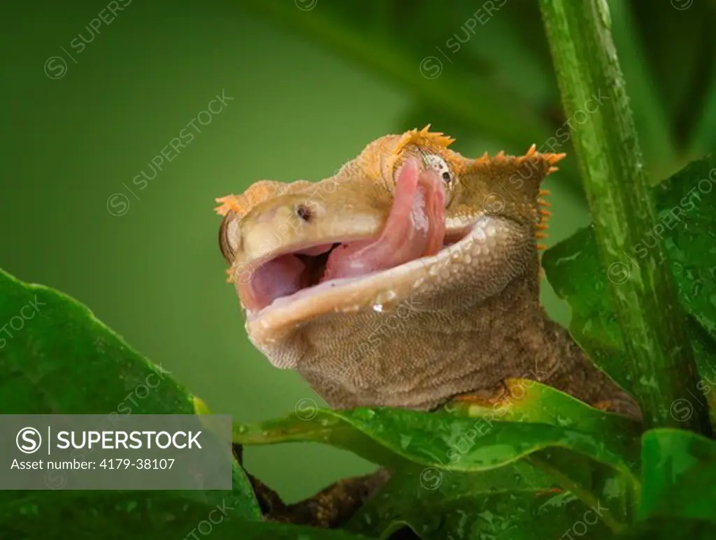 New Caledonian Crested Gecko licking water off eye (Rhacodactylus ciliatus) controlled conditions