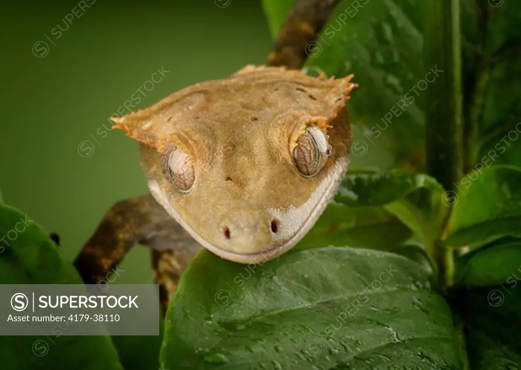 New Caledonian Crested Gecko (Rhacodactylus ciliatus) controlled conditions