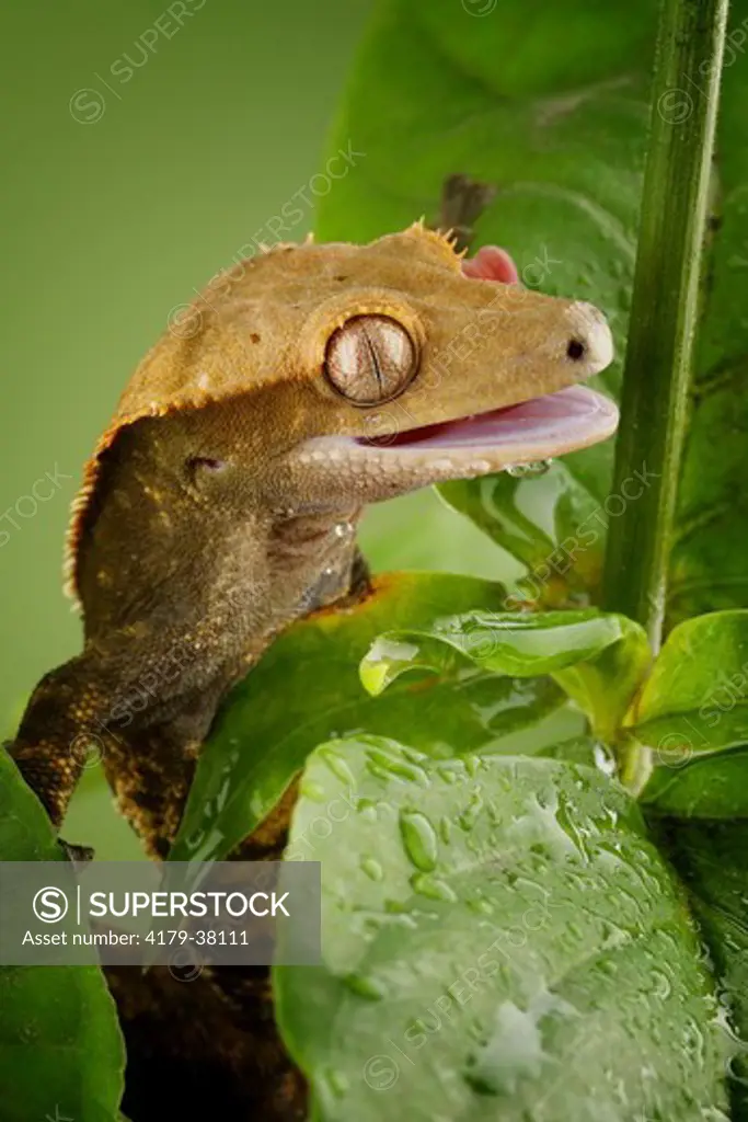 New Caledonian Crested Gecko Rhacodactylus ciliatus controlled conditions