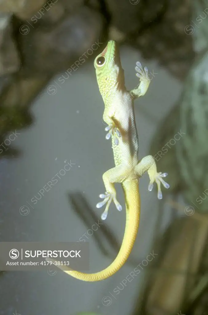 Baby Day Gecko climbs on Glass Pane (Phelsuma sp.) using adhesive  Pads