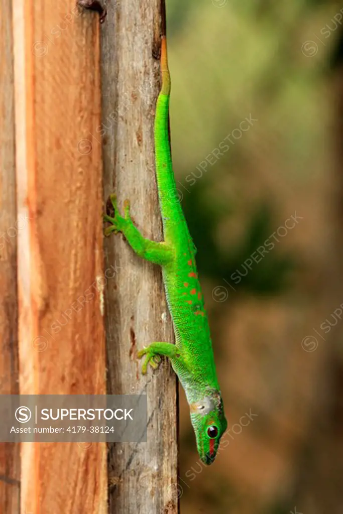 Giant Day Gecko (Phelsuma madagascariensis grandis), adult in Tree, Madagascar