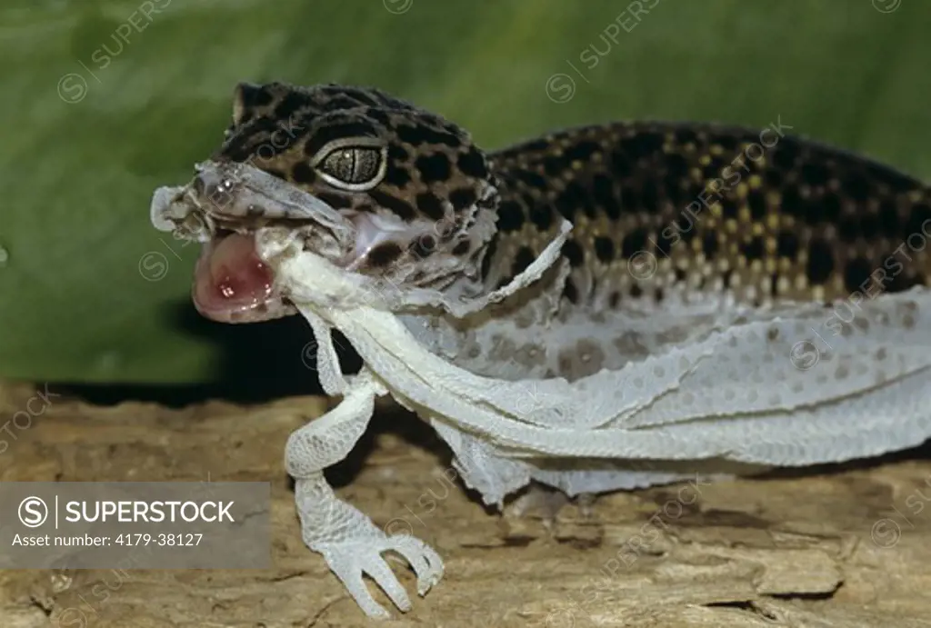 Asian Leopard Gecko Eating Shed Skin for Calcium Content