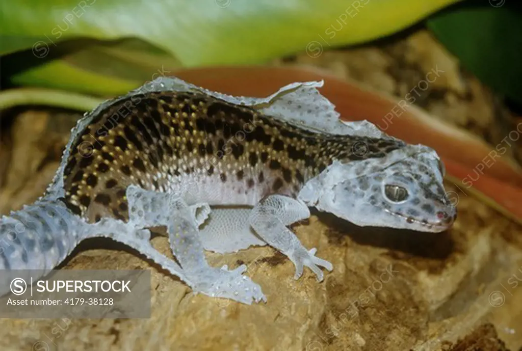 Asian Leopard Gecko shedding Skin (Eublepharis macularius)