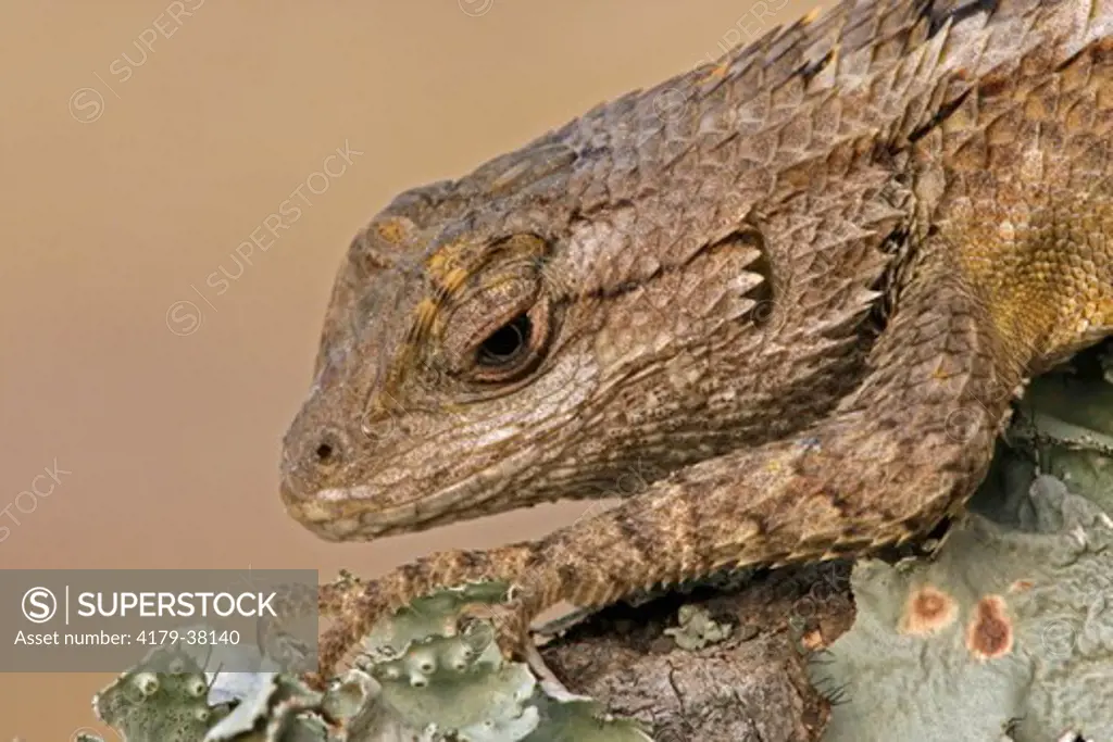 Texas Spiny Lizard (Sceloporus olivaceus).  McMullen County, TX