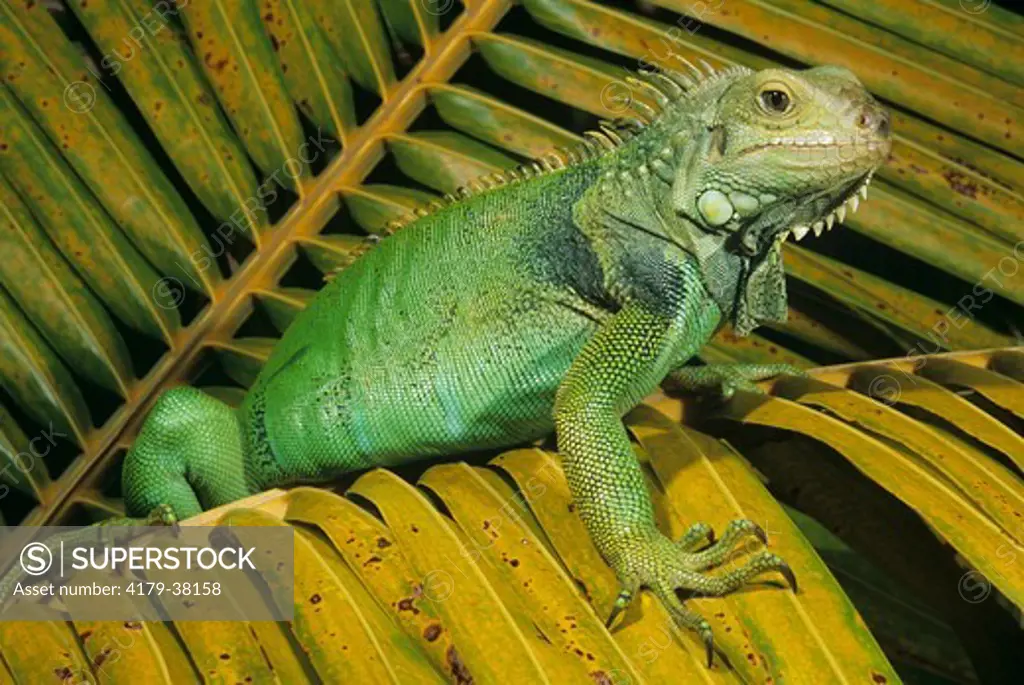 Green Iguana (Iguana iguana) Central Mexico to South America