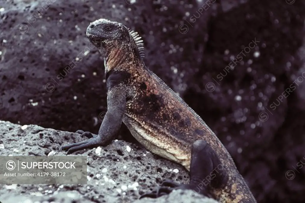 Marine Iguana (Amblyrhynchus cristatus), Espanola Isl., Galapagos