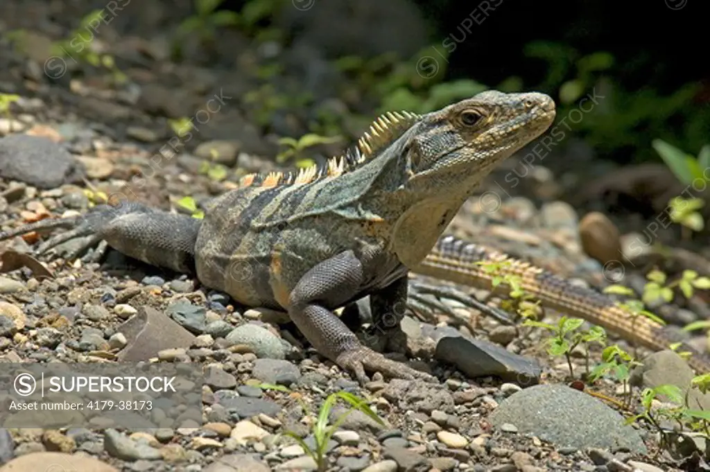 Spiney Iguana (Ctenosaura similis) Quipos, Costa Rica
