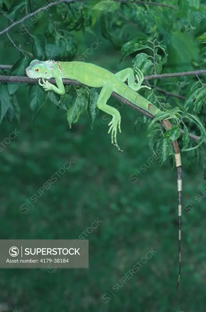 Common Iguana, juvenile (Iguana iguana) Central America