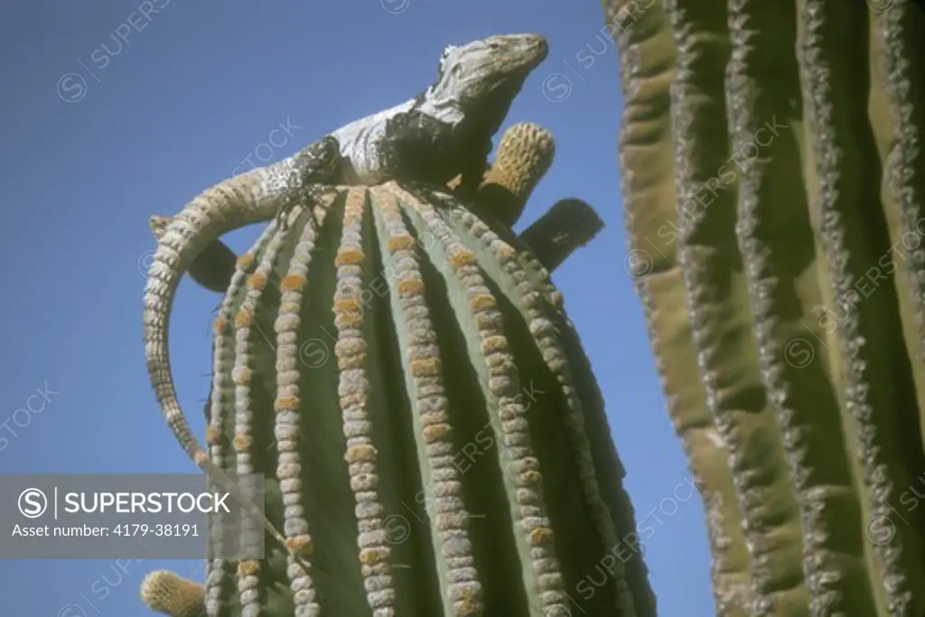 Spiny Iguana on cactus  (Ctenosaura hemilopha) MEX San Esteban Is. Baja Calif.