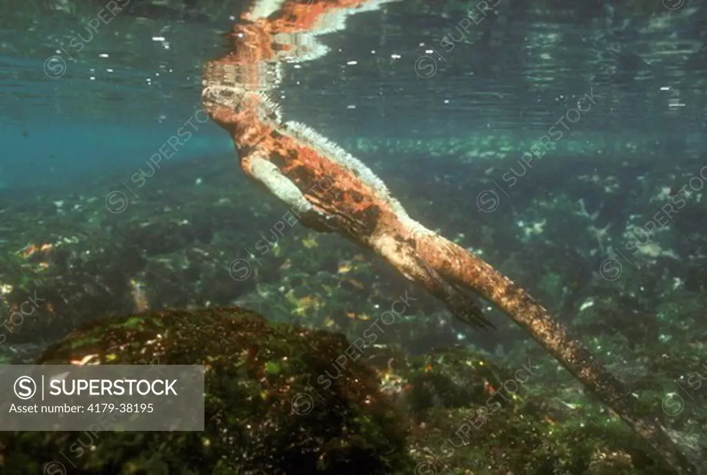 Marine Iguana swimming, Amblyrhynchus subcristatus, Galapagos