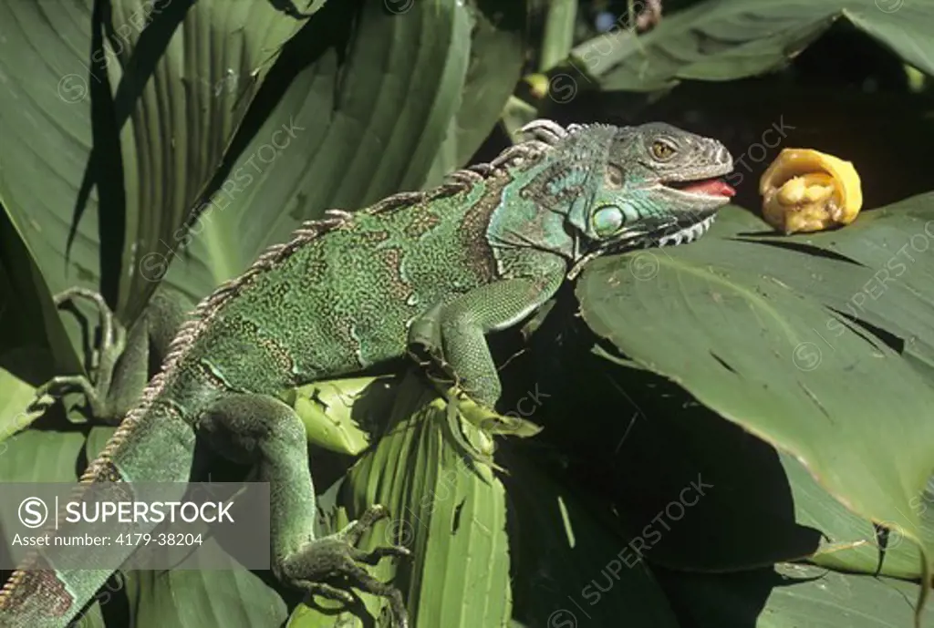 Common or Green Iguana (Iguana iguana) w/ banana South America