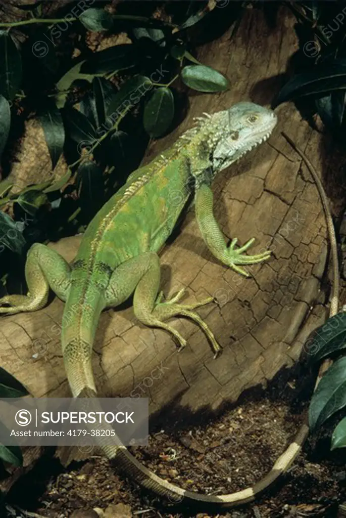 Common or Green Iguana (Iguana iguana), South America