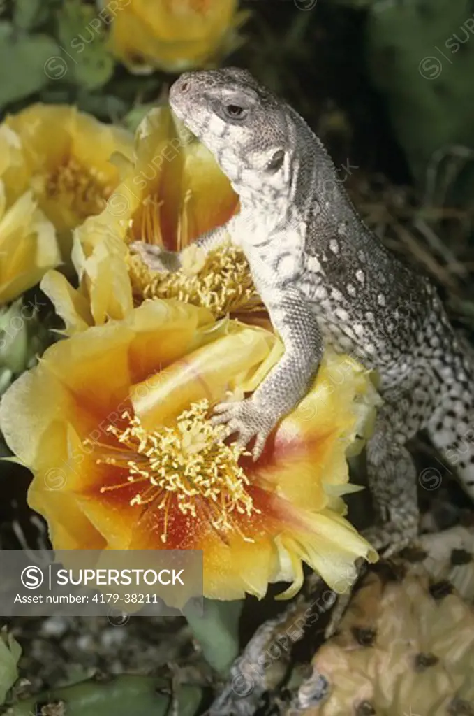 Desert Iguana (Diposaurus dorsalis) S.W. USA