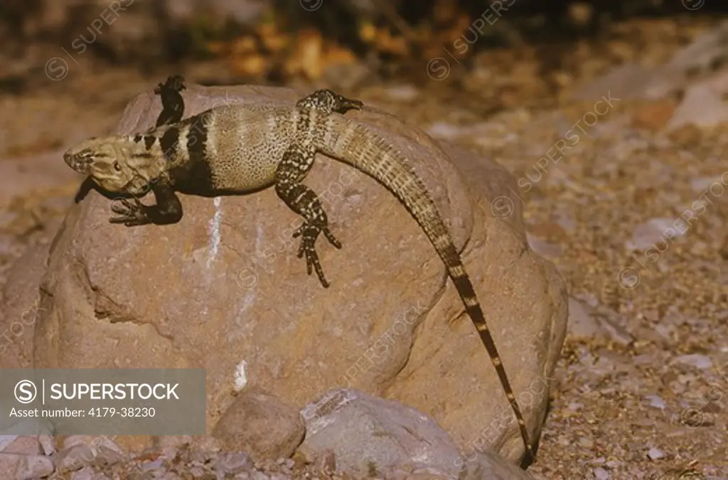 Spiny-tailed Iguana (Ctenosaura conspicuosa), endemic, Isla San Esteban, Gulf of CA, Mexico